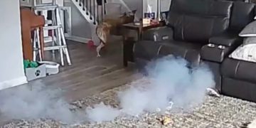 Dog starts house fire from chewing on battery
