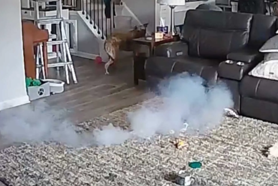 Dog starts house fire from chewing on battery