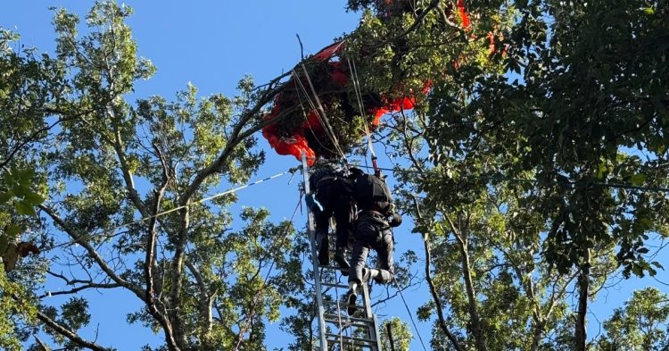 Firefighters rescuing skydiver stuck in tree