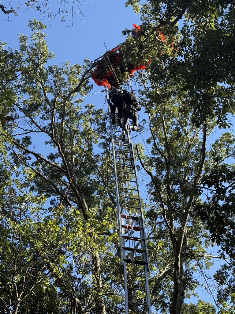 Firefighters rescuing skydiver stuck in tree