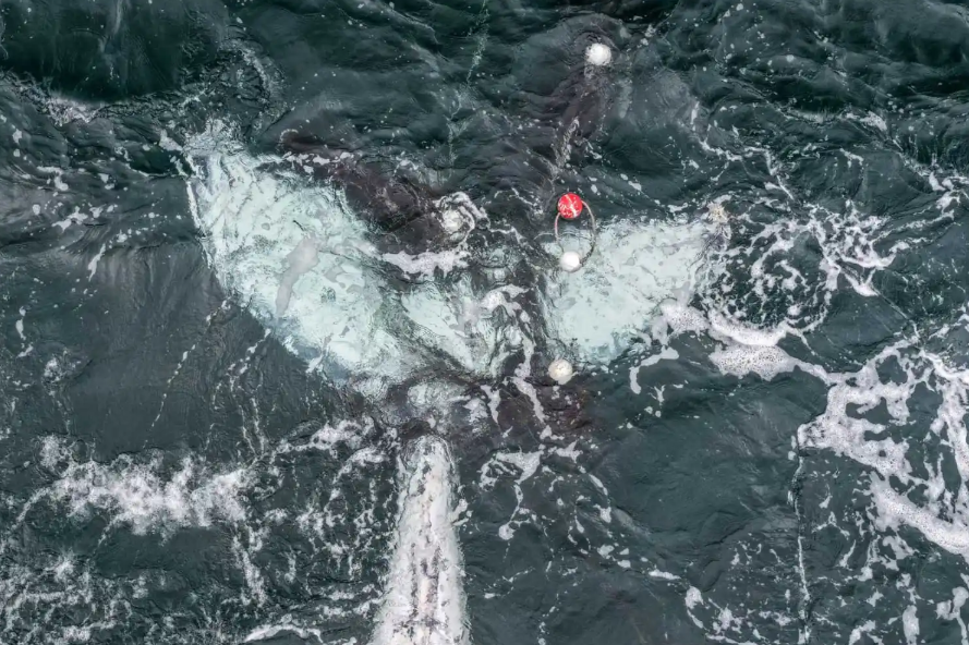 Humpback whale stuck in shark net