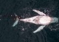 Humpback whale stuck in shark net