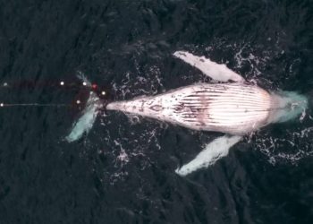 Humpback whale stuck in shark net