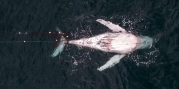 Humpback whale stuck in shark net