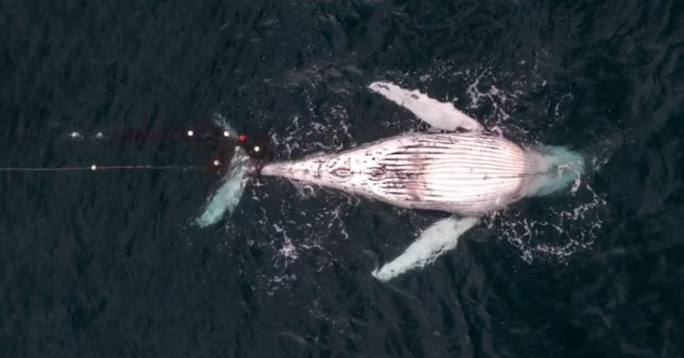 Humpback whale stuck in shark net
