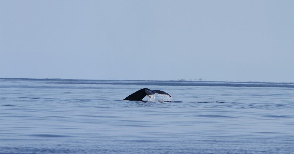 Whale in water