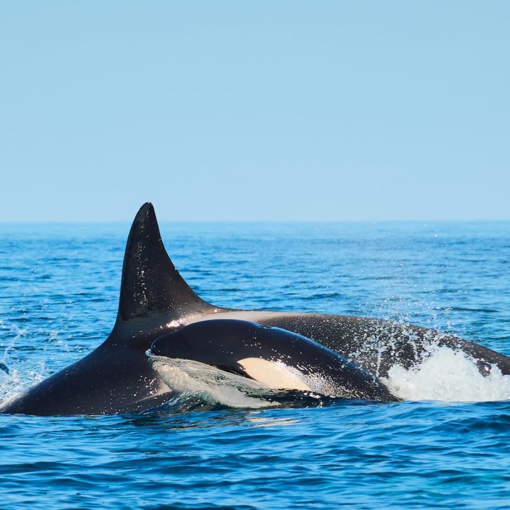 A whale is swimming in the ocean