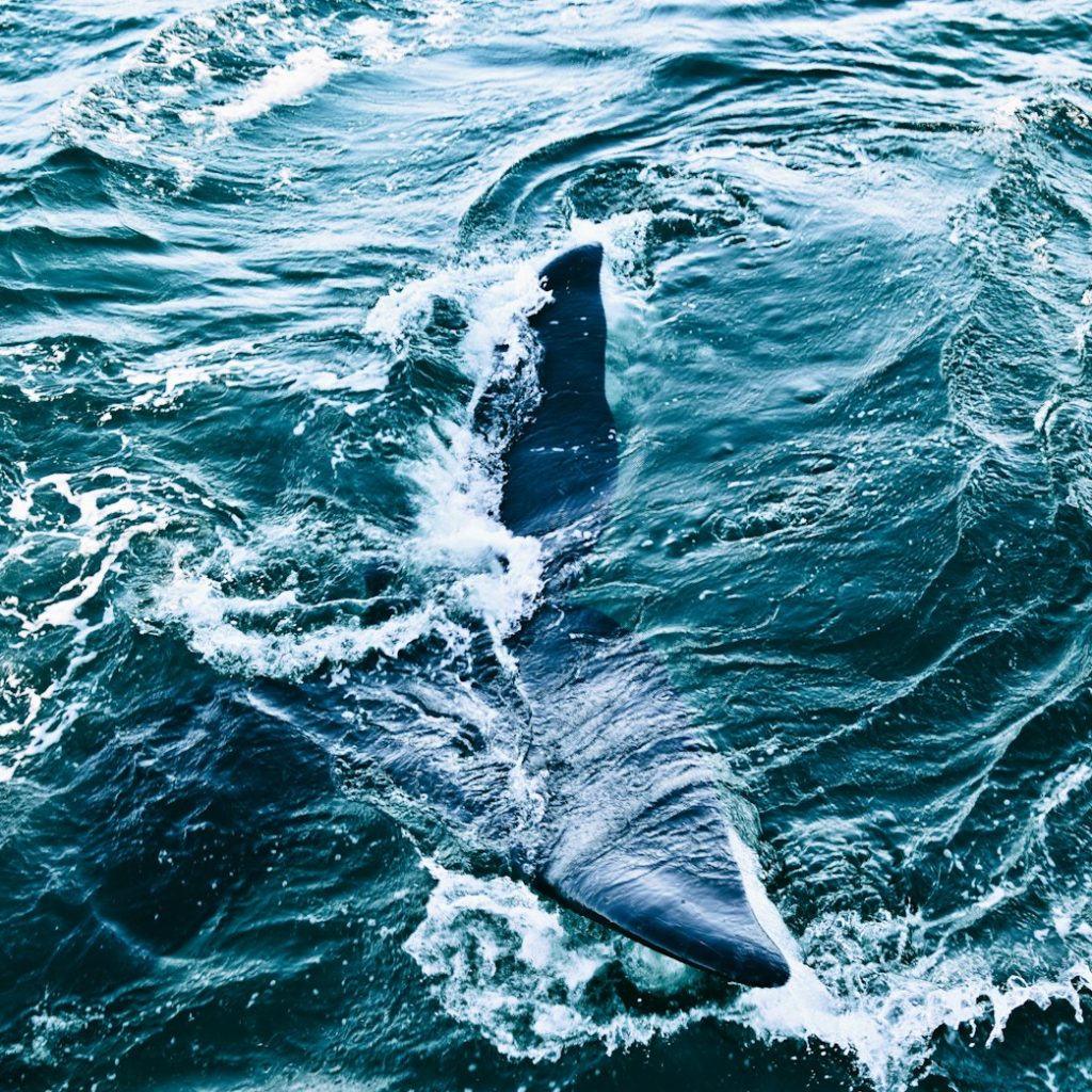 a large shark swimming in the ocean