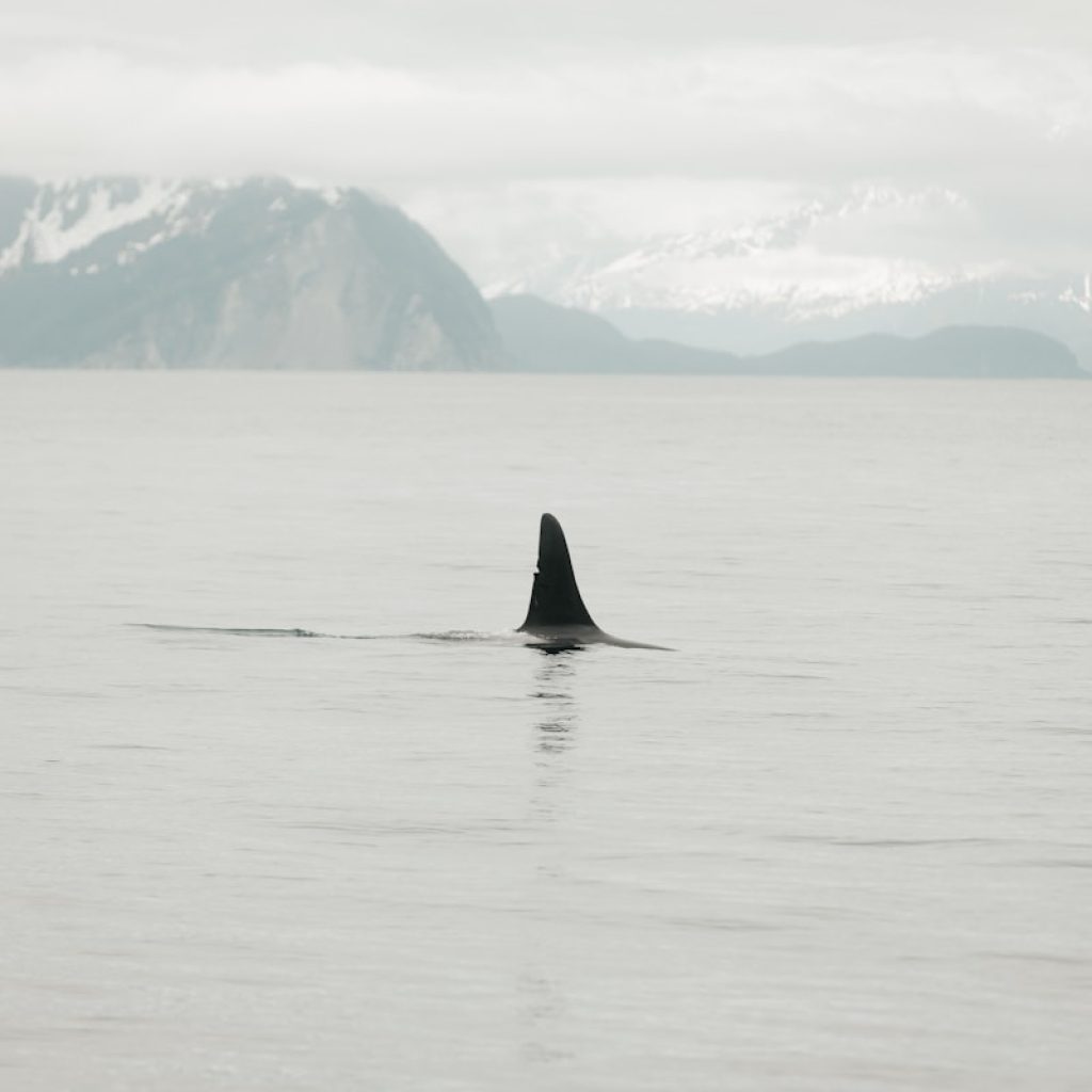 a whale is swimming in the water with mountains in the background