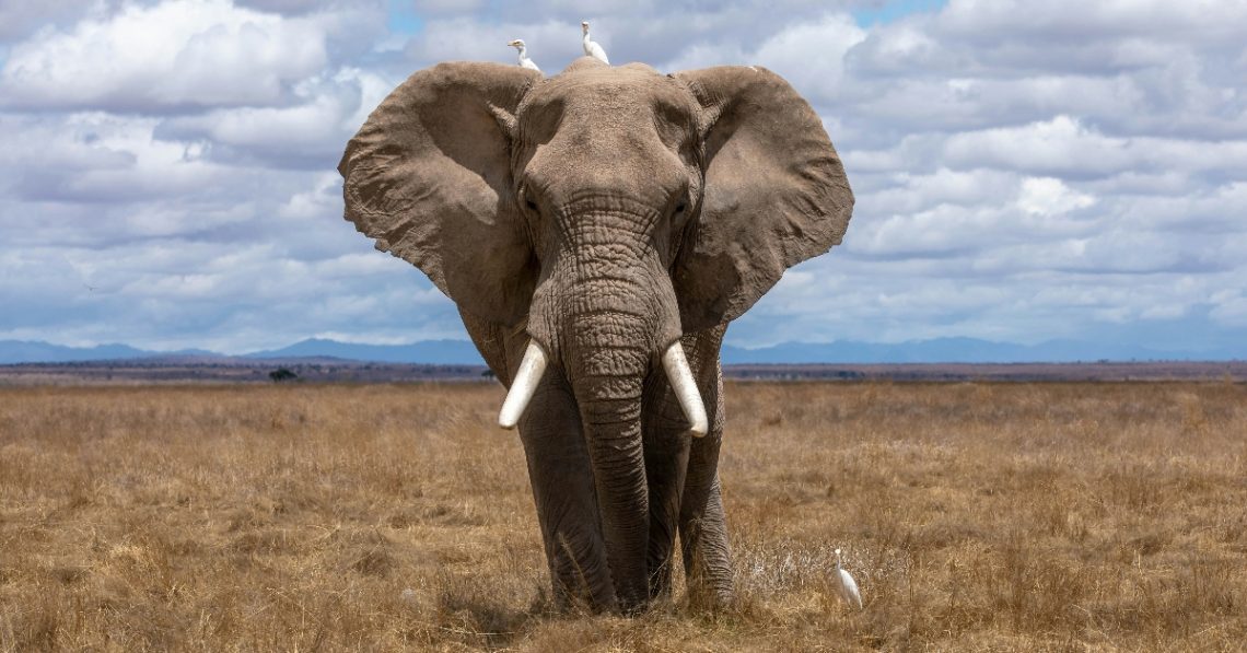 Elephant