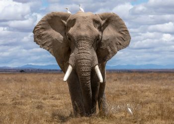 Elephant