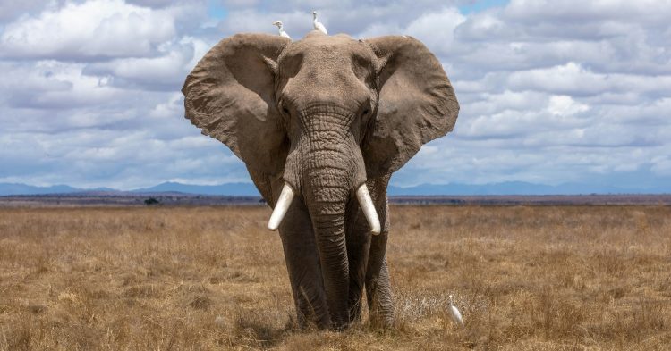 Elephant